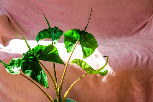 Alocasia Stingray Care