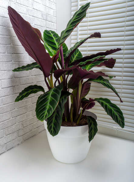 Calathea Warscewiczii Care