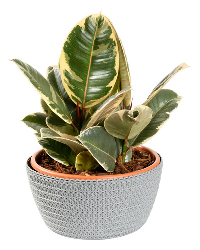 Ficus Elastica Tineke