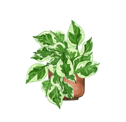 Pearls and Jade Pothos