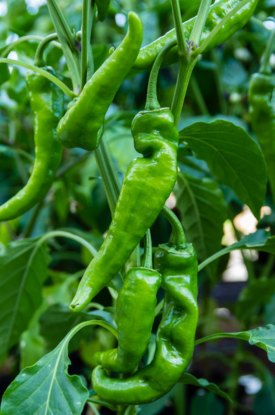Anaheim Peppers Plant