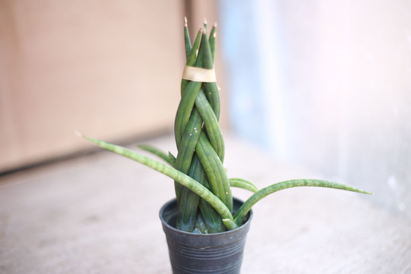 Braided Snake Plant