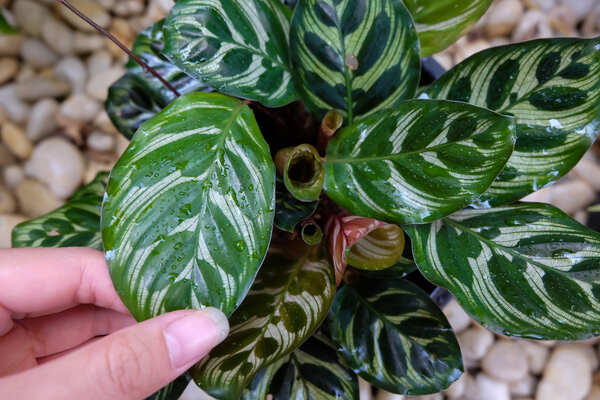 Calathea Makoyana