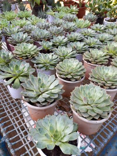 Graptopetalum Macdougallii