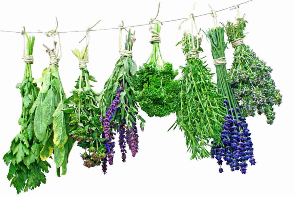 How-to-Dry-Fresh-Herbs-Store-At-Home-Best-Ways